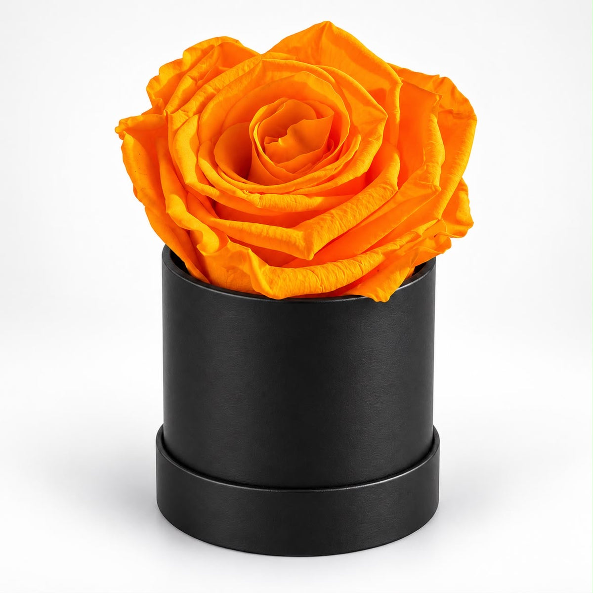 Orange single preserved rose