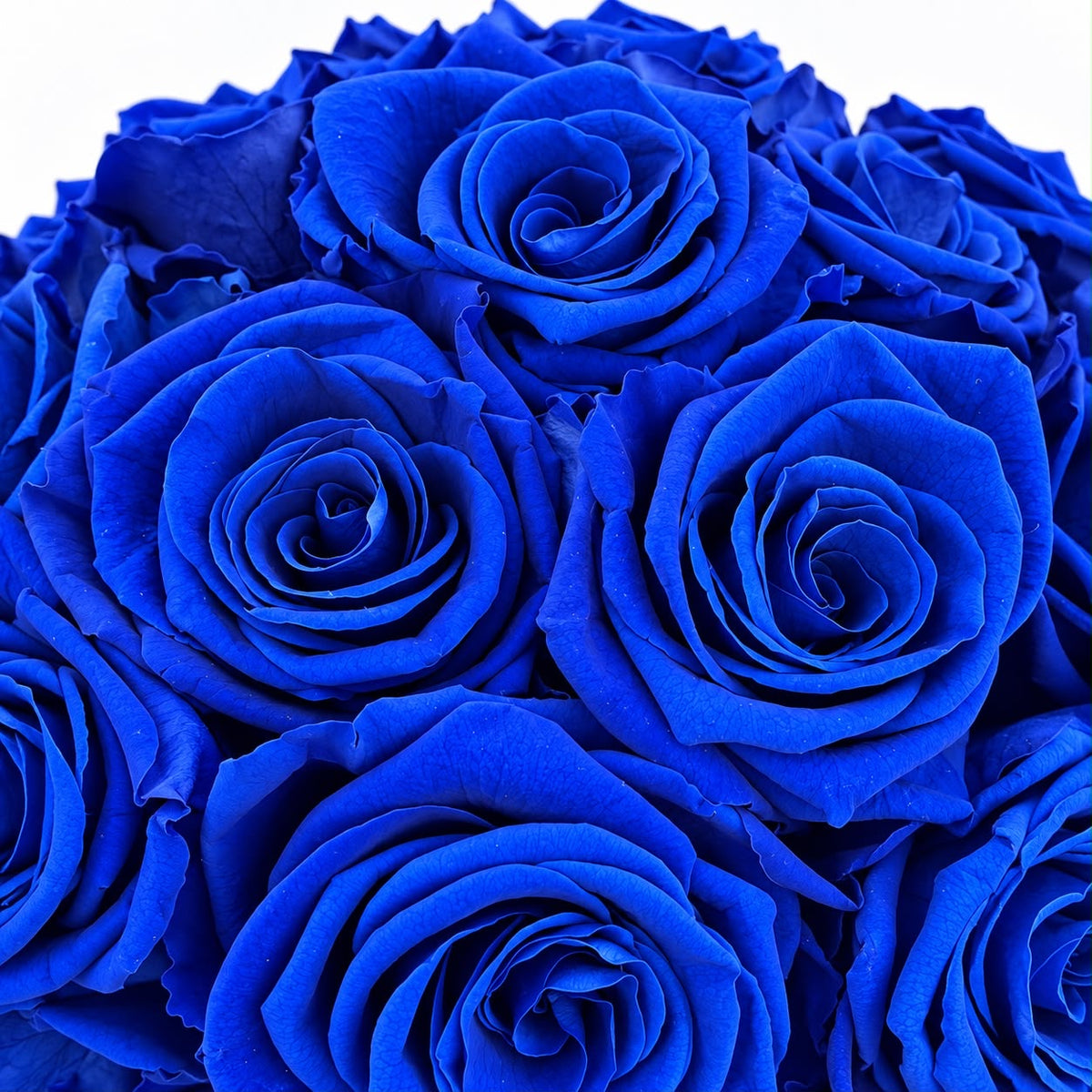 Blue Preserved Roses